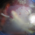 Zupa pomidorowa (krem)